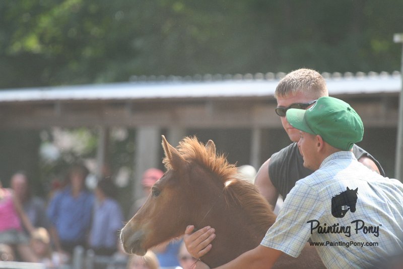 ponypenning_072810_513.JPG