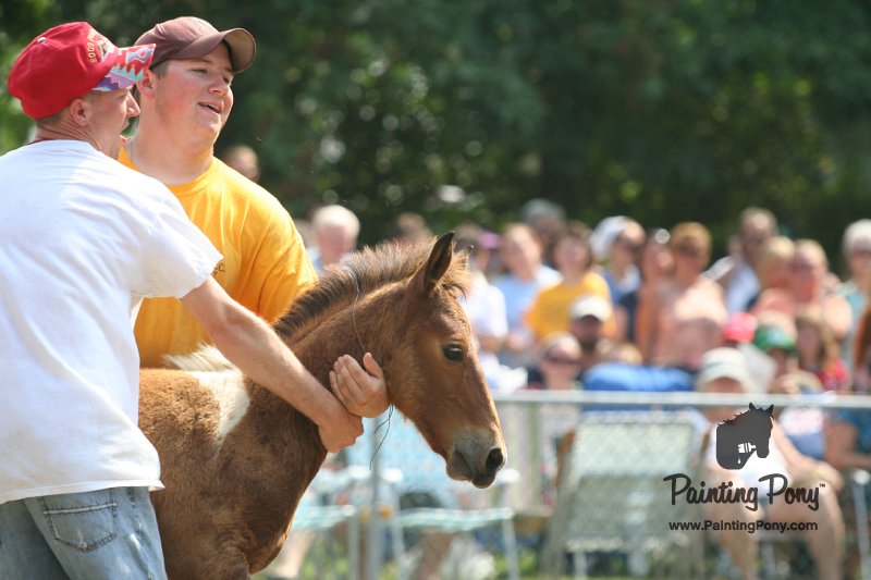 ponypenning_072810_520.JPG
