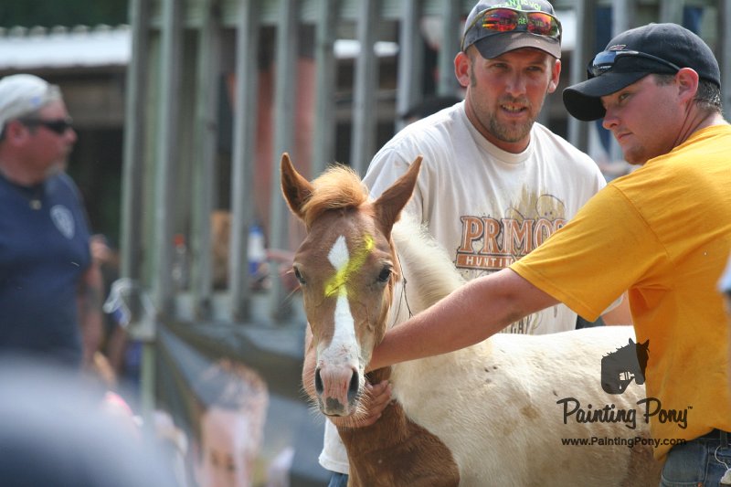 ponypenning_072810_532.JPG