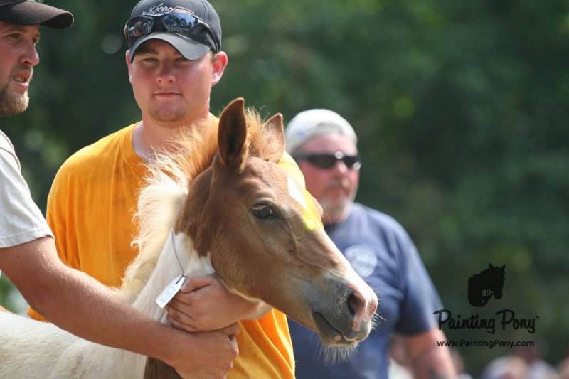 ponypenning_072810_535.JPG