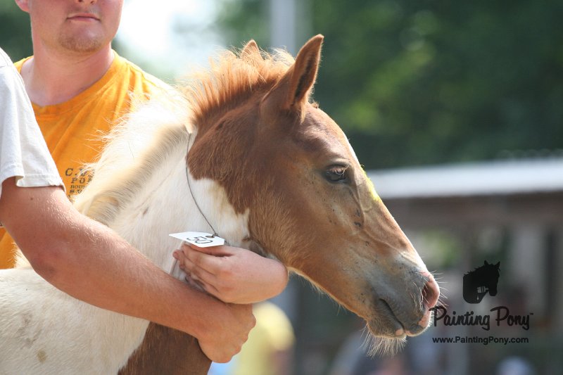 ponypenning_072810_537.JPG