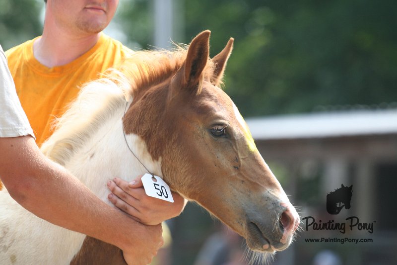 ponypenning_072810_538.JPG