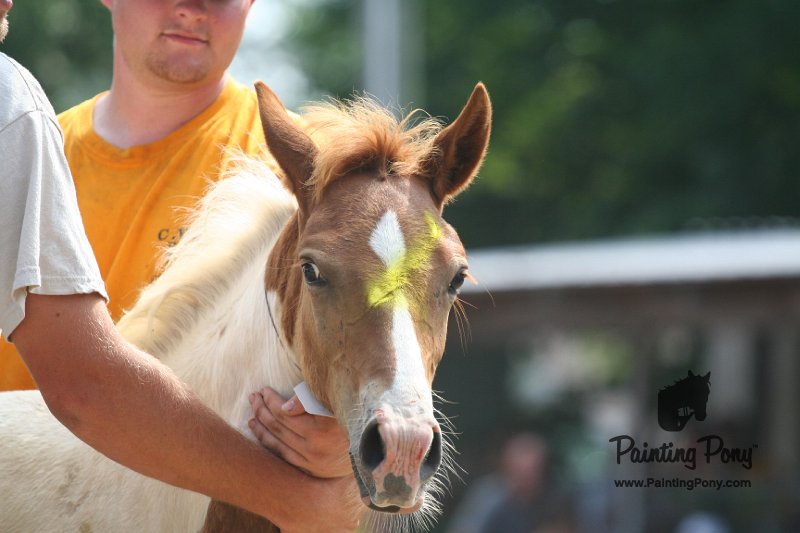 ponypenning_072810_539.JPG