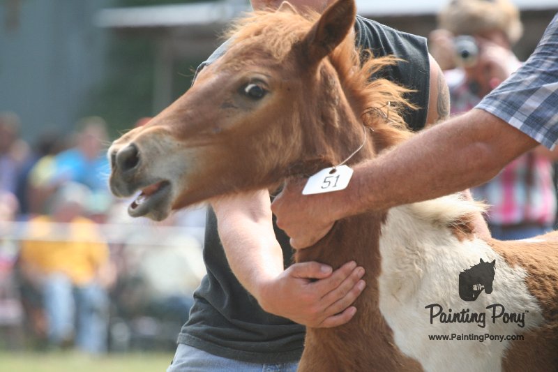 ponypenning_072810_541.JPG