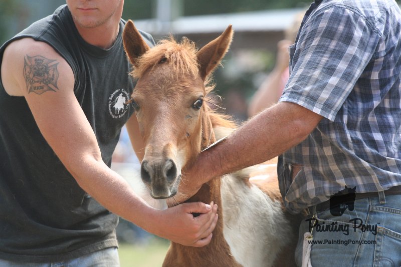 ponypenning_072810_542.JPG