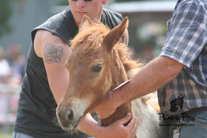 ponypenning_072810_543.JPG