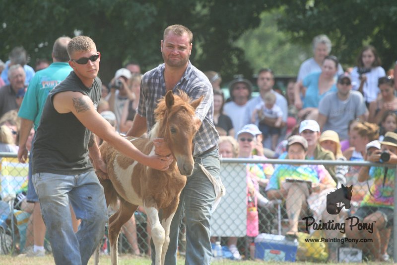 ponypenning_072810_544.JPG