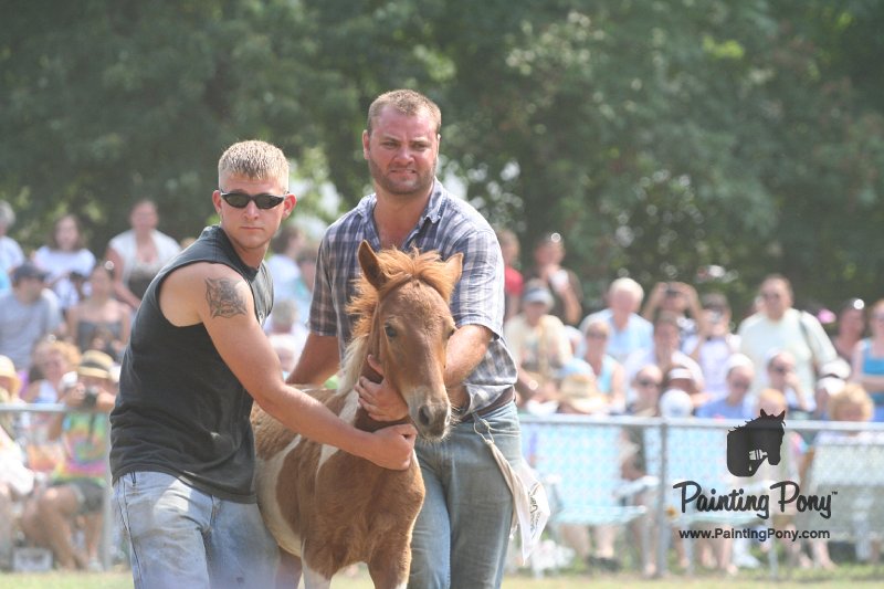 ponypenning_072810_545.JPG