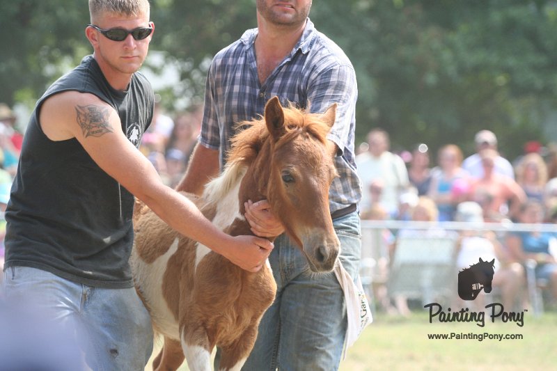 ponypenning_072810_546.JPG