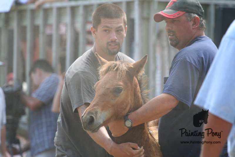ponypenning_072810_555.JPG