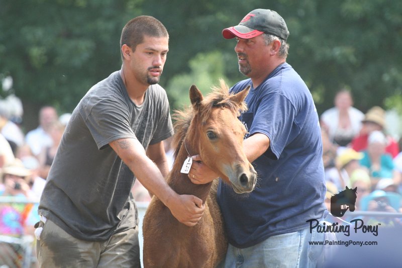 ponypenning_072810_557.JPG