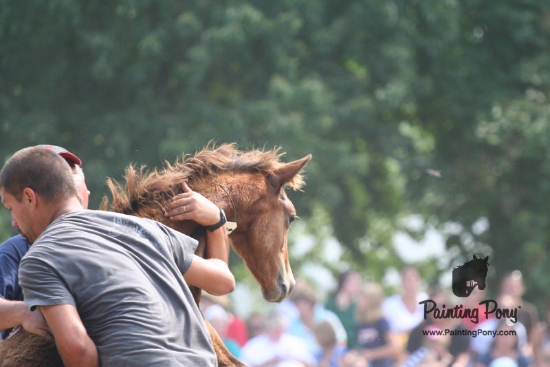 ponypenning_072810_560.JPG