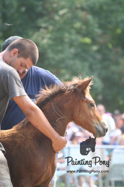 ponypenning_072810_563.JPG
