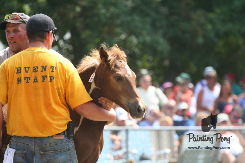 ponypenning_072810_571.JPG