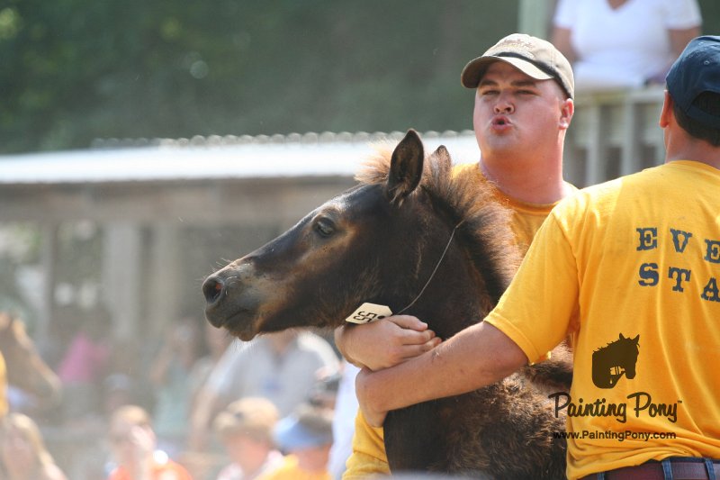 ponypenning_072810_572.JPG