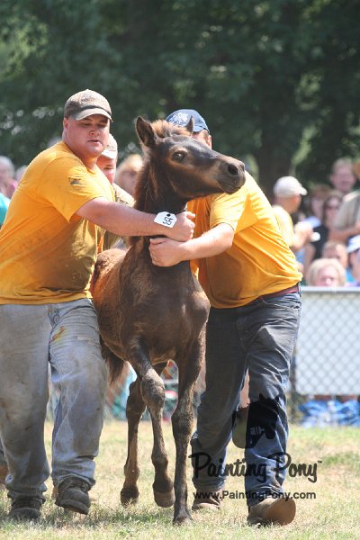 ponypenning_072810_581.JPG