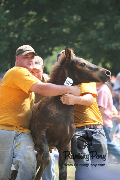 ponypenning_072810_583.JPG