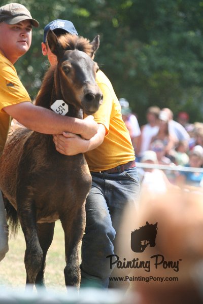 ponypenning_072810_584.JPG