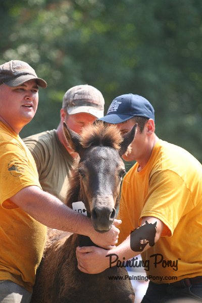 ponypenning_072810_585.JPG