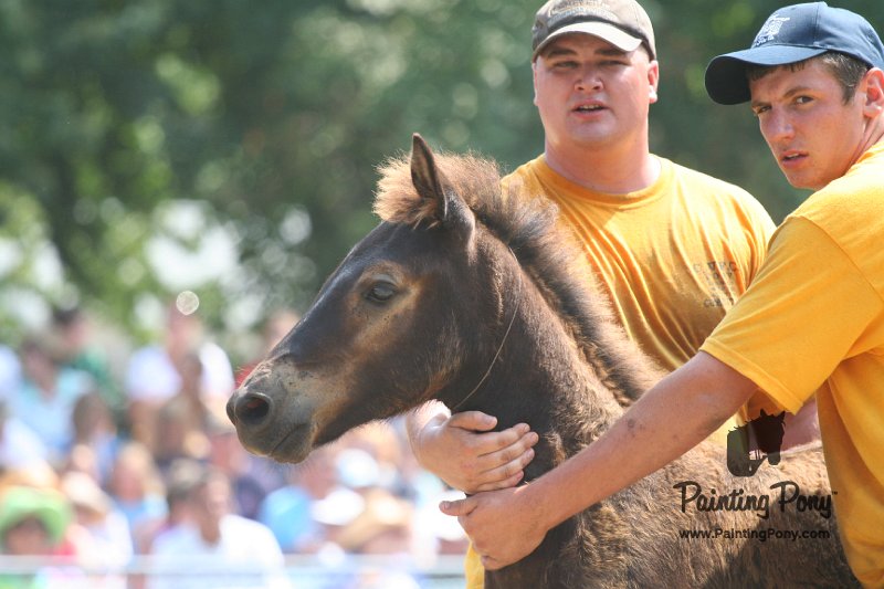 ponypenning_072810_587.JPG