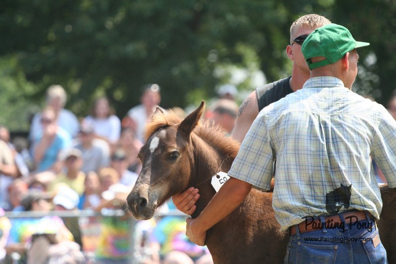ponypenning_072810_606.JPG