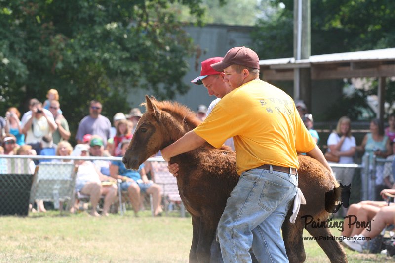 ponypenning_072810_612.JPG