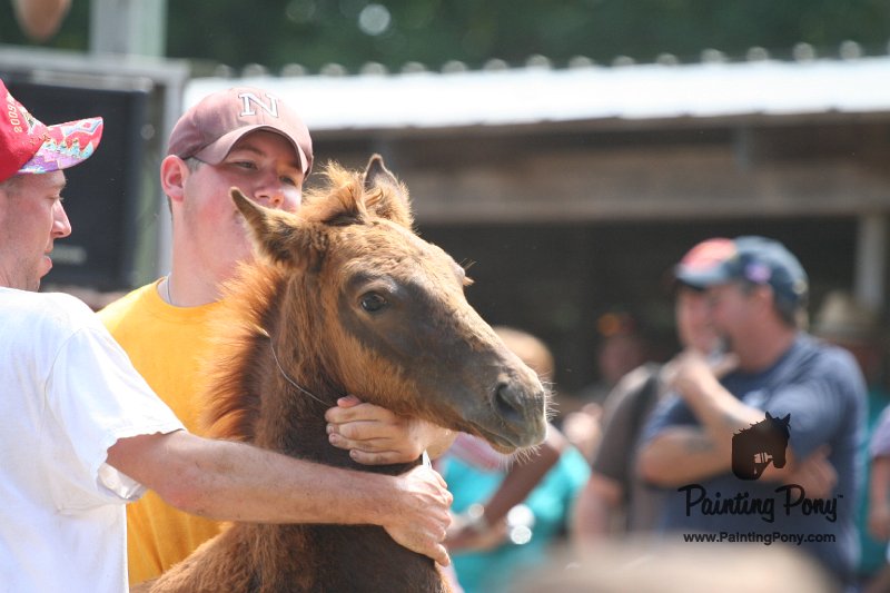 ponypenning_072810_621.JPG
