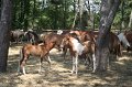 ponypenning_072710_001