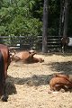 ponypenning_072710_003