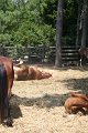 ponypenning_072710_004