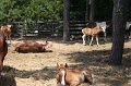 ponypenning_072710_005