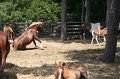 ponypenning_072710_006