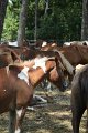 ponypenning_072710_007