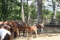ponypenning_072710_008