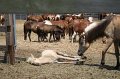 ponypenning_072710_010