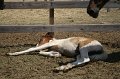 ponypenning_072710_011