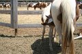 ponypenning_072710_012