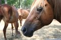 ponypenning_072710_014