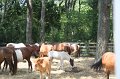 ponypenning_072710_015