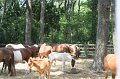 ponypenning_072710_016