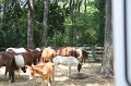 ponypenning_072710_017