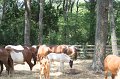 ponypenning_072710_018