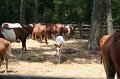 ponypenning_072710_019