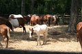 ponypenning_072710_020