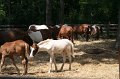 ponypenning_072710_021