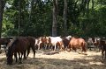 ponypenning_072710_022