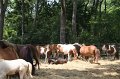 ponypenning_072710_023