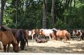 ponypenning_072710_024