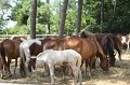 ponypenning_072710_025