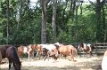 ponypenning_072710_027